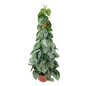 Scindapsus Pictus Silver Ann piramida